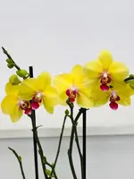 Responsive image