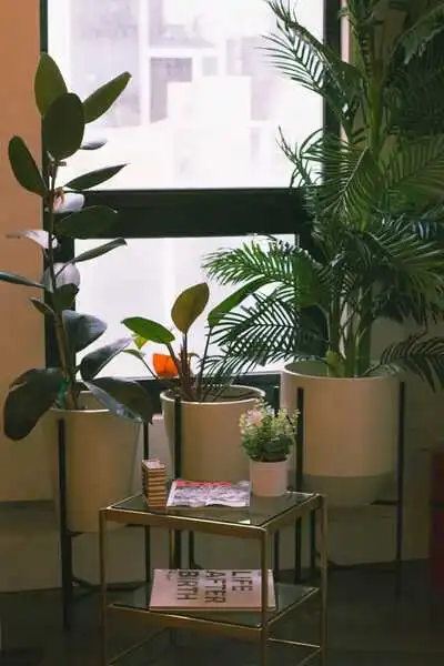 imagen PLANTAS DE INTERIOR