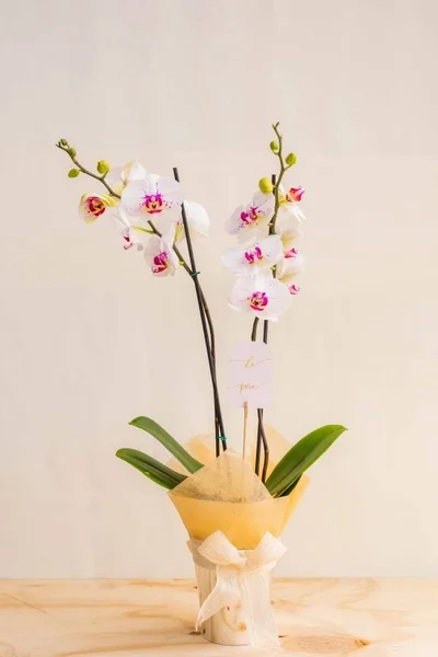 ORQUÌDEA DOBLE PREMIUM