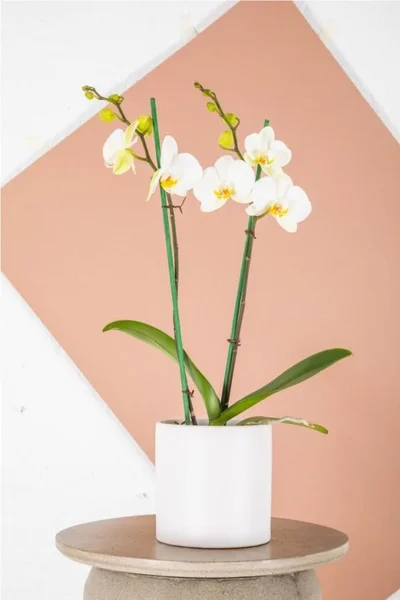 ORQUÌDEA DOBLE PREMIUM