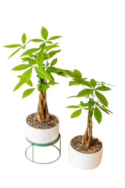 PACHIRA