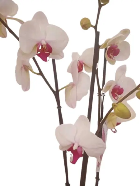 ORQUÍDEA