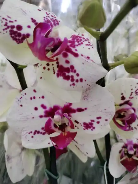 ORQUÍDEA